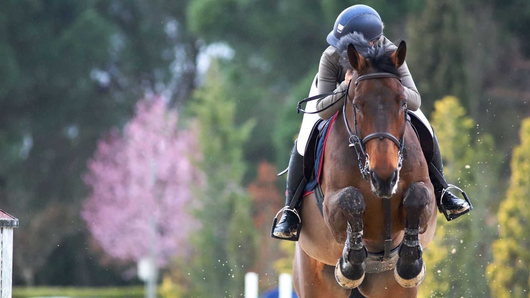 Fei european championship milano